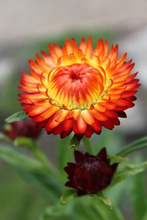 Load image into Gallery viewer, 100 Orange Strawflower Flower Seeds