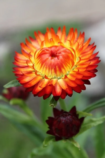 http://newhillfarms.com/cdn/shop/products/orangestrawflower3_1200x1200.png?v=1663595189