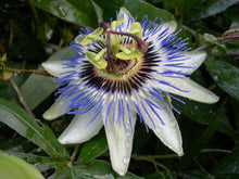 Load image into Gallery viewer, 25 Passion Flower Vine Seeds