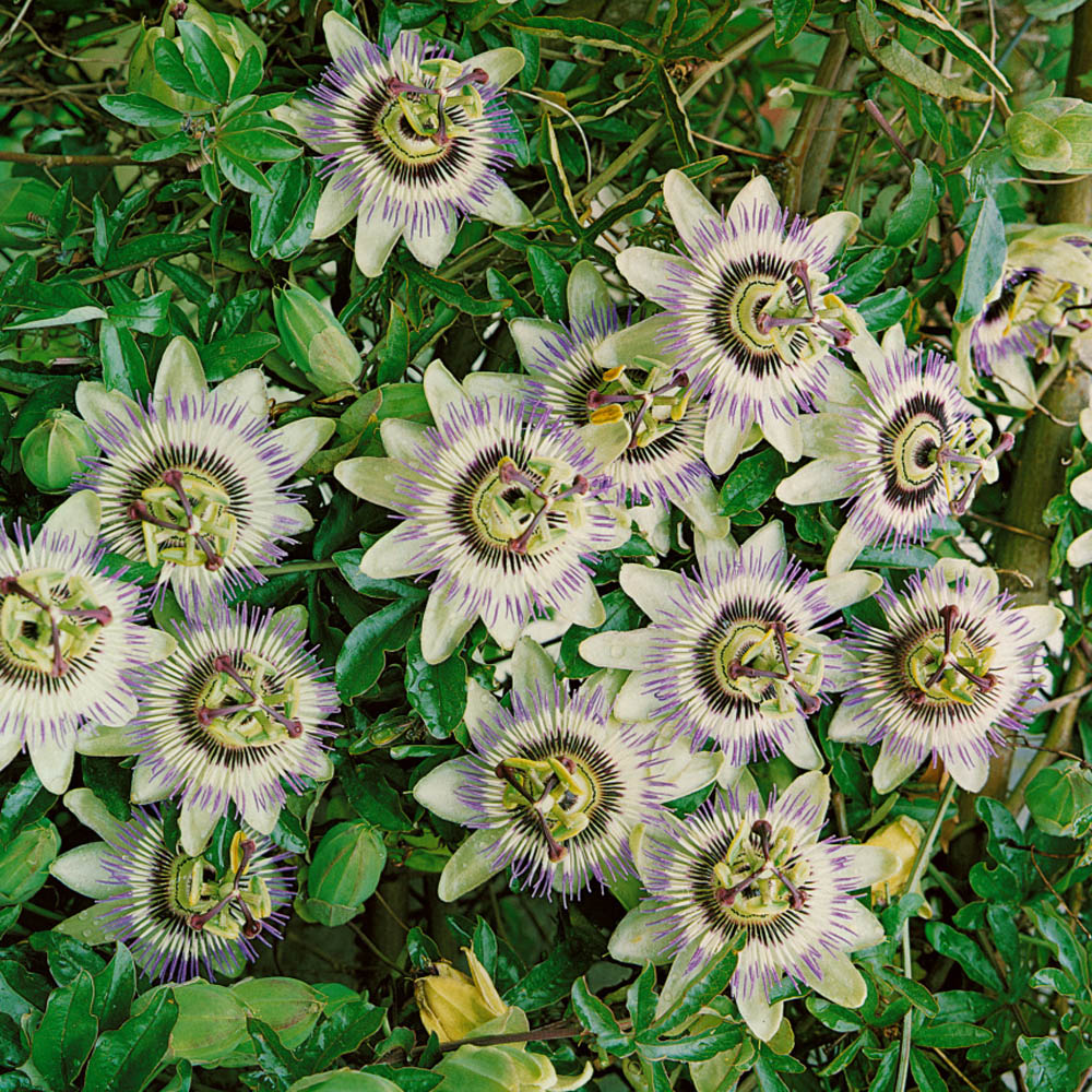passion flower seeds for sale 25 Passion Flower Vine Seeds