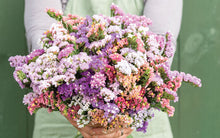 Load image into Gallery viewer, 50 Pacific Pastel Mix Statice Flower Seeds