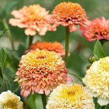 Load image into Gallery viewer, 50 Peaches and Cream Crested Zinnia Flower Seeds