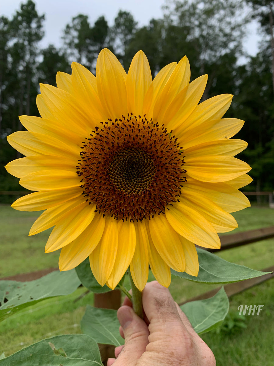 peachsunflower1_1200x1200.jpg?