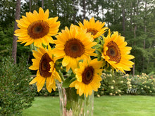 Load image into Gallery viewer, 25 Procut Peach Sunflower Seeds