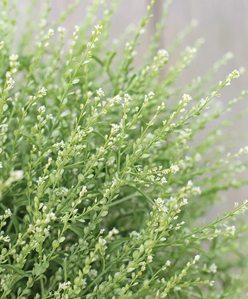 cress flower seeds 200 Persian Cress Flower Seeds