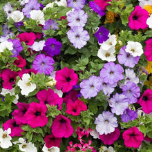 Load image into Gallery viewer, 1000+ Dwarf Petunia Flower Seeds