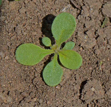 Load image into Gallery viewer, 1000+ Dwarf Petunia Flower Seeds
