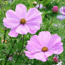 Load image into Gallery viewer, 300 "Pastel Mix" Cosmos Flower Seeds
