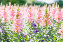 Load image into Gallery viewer, 100 Rocket Pink Snapdragon Flower Seeds
