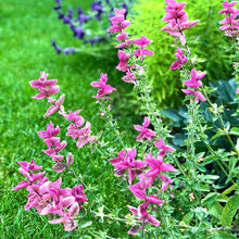 Load image into Gallery viewer, 100 "Pink Sundae" Clary Sage / Pink Sundae Salvia Flower Seeds