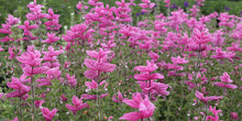 Load image into Gallery viewer, 100 "Pink Sundae" Clary Sage / Pink Sundae Salvia Flower Seeds