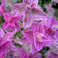 Load image into Gallery viewer, 100 "Pink Sundae" Clary Sage / Pink Sundae Salvia Flower Seeds