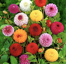 Load image into Gallery viewer, 40 Pompon Dahlia Flower Seeds