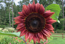 Load image into Gallery viewer, 25 Procut Red Sunflower Seeds