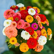 Load image into Gallery viewer, 100 Mid-Sized Zinnia Pumila "Cut and Come Again" Flower Seeds