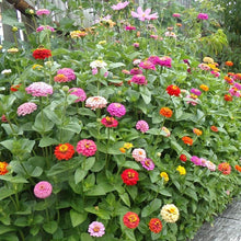 Load image into Gallery viewer, 100 Mid-Sized Zinnia Pumila "Cut and Come Again" Flower Seeds