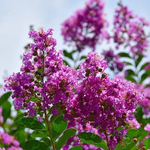 Load image into Gallery viewer, 25 Purple Catawba Crepe Myrtle Tree Seeds