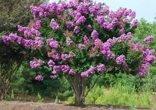 Load image into Gallery viewer, 25 Purple Catawba Crepe Myrtle Tree Seeds