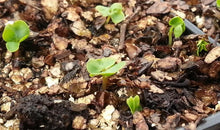 Load image into Gallery viewer, 25 Purple Catawba Crepe Myrtle Tree Seeds