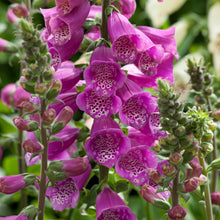 Load image into Gallery viewer, 200 "Purple Giant" Foxglove Flower Seeds