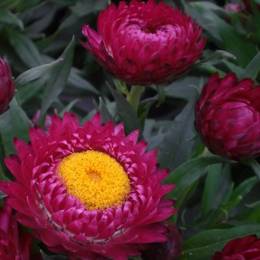 Copper Red - Strawflower Seed