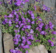 Load image into Gallery viewer, 300 Purple Rockcress Flower Seeds