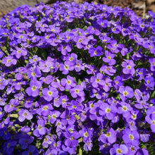 Load image into Gallery viewer, 300 Purple Rockcress Flower Seeds