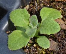 Load image into Gallery viewer, 300 Purple Rockcress Flower Seeds