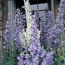 Load image into Gallery viewer, 100 Pyradmidalis Campanula Bell Flower Seeds