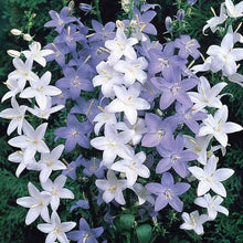 Load image into Gallery viewer, 100 Pyradmidalis Campanula Mixed Bell Flower Seeds