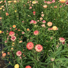 Load image into Gallery viewer, 100 Raspberry Rose Strawflower Flower Seeds