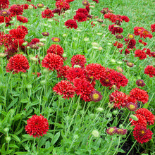 Load image into Gallery viewer, 25 "Sundance" Red Gaillardia Flower Seeds