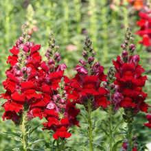 Load image into Gallery viewer, 100 Rocket Red Snapdragon Flower