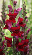 Load image into Gallery viewer, 100 Rocket Red Snapdragon Flower