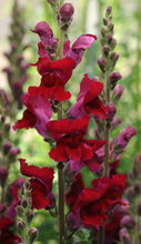 Load image into Gallery viewer, 100 Rocket Mixed Color Snapdragon Flower Seeds