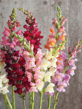 Load image into Gallery viewer, 100 Rocket Mixed Color Snapdragon Flower Seeds