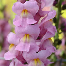 Load image into Gallery viewer, 100 Rocket Mixed Color Snapdragon Flower Seeds