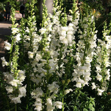 Load image into Gallery viewer, 100 Rocket White Snapdragon Flower Seeds