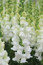 Load image into Gallery viewer, 100 Rocket White Snapdragon Flower Seeds