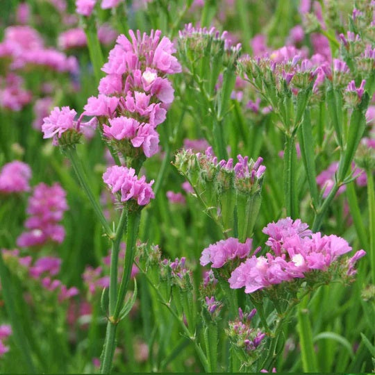 pastel flower seeds 50 Pastel Mix Statice Flower Seeds