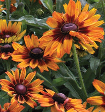 Load image into Gallery viewer, 100 "Autumn Forest" Rudbeckia Flower Seeds