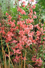 Load image into Gallery viewer, 100 Salmon Clarkia Flower Seeds