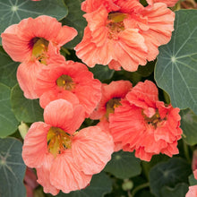 Load image into Gallery viewer, 25 Salmon Nasturtium Flower Seeds