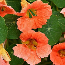 Load image into Gallery viewer, 25 Salmon Nasturtium Flower Seeds
