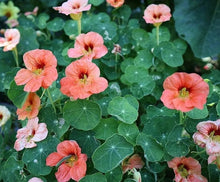 Load image into Gallery viewer, 25 Salmon Nasturtium Flower Seeds