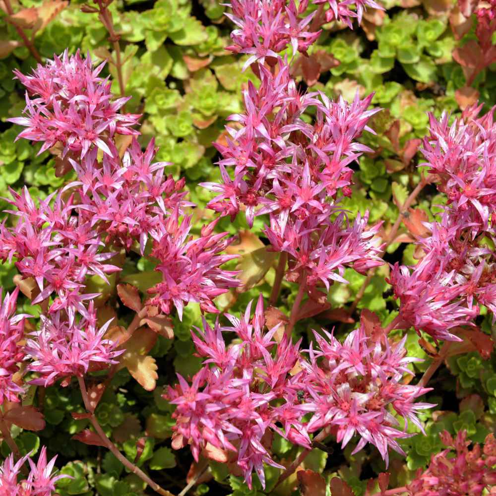 100 Purple Carpet Sedum Succulent Seeds