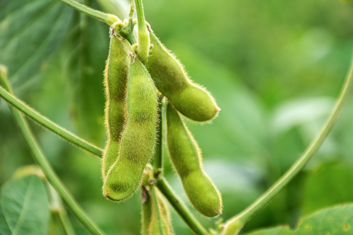 where to buy edamame seeds for planting 20 Organic Edamame Soybean Vegetable Seeds