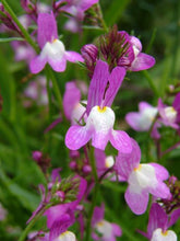 Load image into Gallery viewer, 2000+ Spurred Snapdragon Flower Seeds