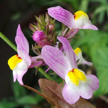 Load image into Gallery viewer, 2000+ Spurred Snapdragon Flower Seeds