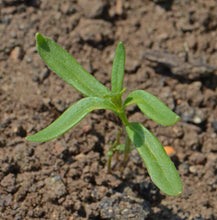 Load image into Gallery viewer, 2000+ Spurred Snapdragon Flower Seeds